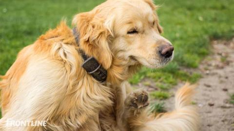 SÅDAN BLIVER DU FRI FOR HUNDEHÅR I HJEMMET!