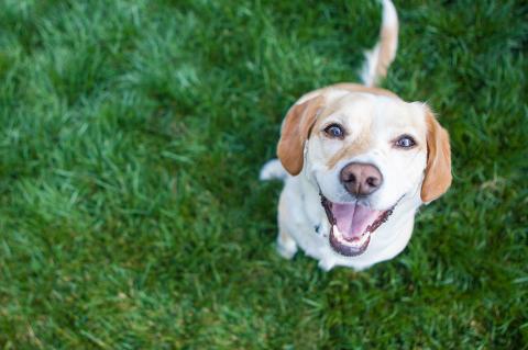 3 gode råd til hundetræning